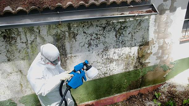 Mold Remediation service in Richardson, Richardson, TX